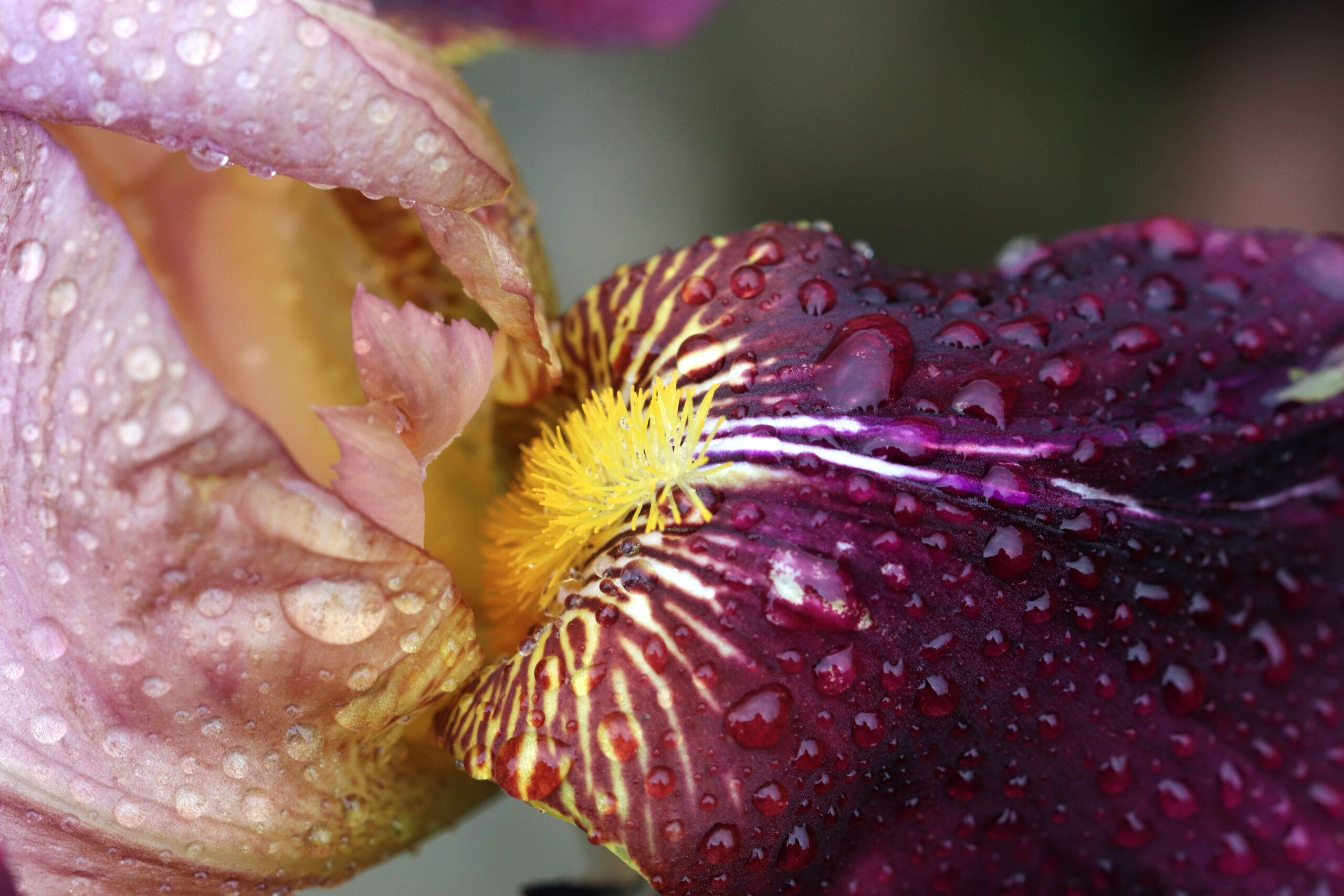 Macro photo of waterdrops on pink, purple and yellow iris petal